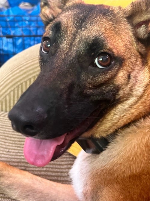 SPARROW (COURTESY POST) FOSTER OR ADOPT ME! - German Shepherd Dog available for adoption