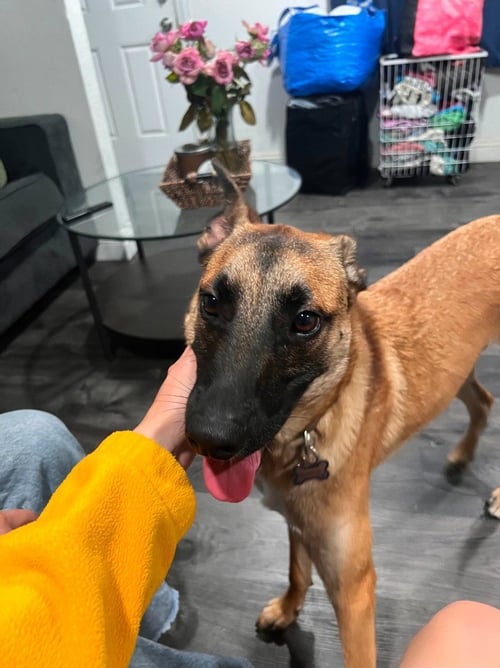 SPARROW (COURTESY POST) FOSTER OR ADOPT ME! - German Shepherd Dog available for adoption