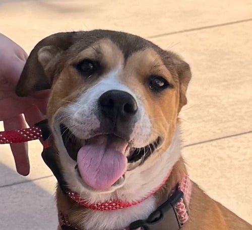 ELLA-CP-FOSTER OR ADOPT ME! - Beagle available for adoption