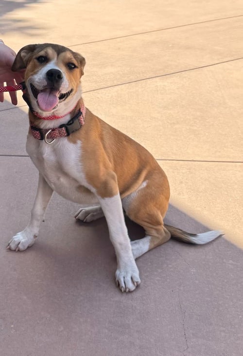 ELLA-CP-FOSTER OR ADOPT ME! - Beagle available for adoption