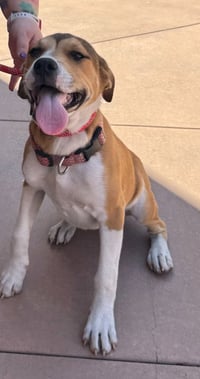 Ella-CP-Foster or Adopt Me! - Photo 3