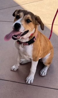 Ella-CP-Foster or Adopt Me! - Photo 4