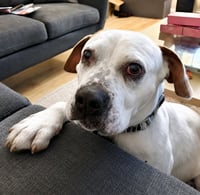Charlotte - Adopt Me! - Photo 4