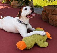 Charlotte - Adopt Me! - Photo 3