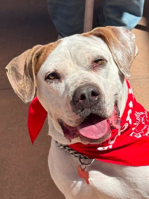 CHARLOTTE - ADOPT ME! - American Bulldog / Boxer available for adoption