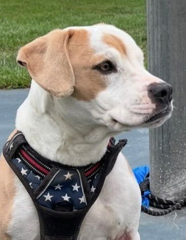 MAYA (COURTESY POST) - FOSTER OR ADOPT ME! - American Bulldog available for adoption