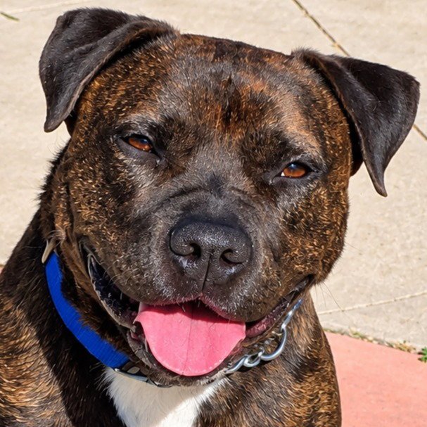 Prancer - Foster or Adopt Me! Image