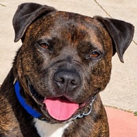 Prancer - Foster or Adopt Me! - Photo 1