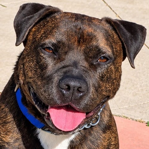 PRANCER - FOSTER OR ADOPT ME! - American Staffordshire Terrier available for adoption