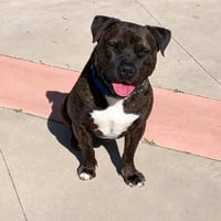 Prancer - Foster or Adopt Me! - Photo 4