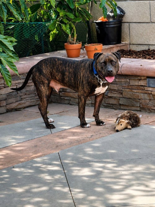 PRANCER - FOSTER OR ADOPT ME! - American Staffordshire Terrier available for adoption