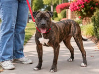 Prancer - Foster or Adopt Me! - Photo 3