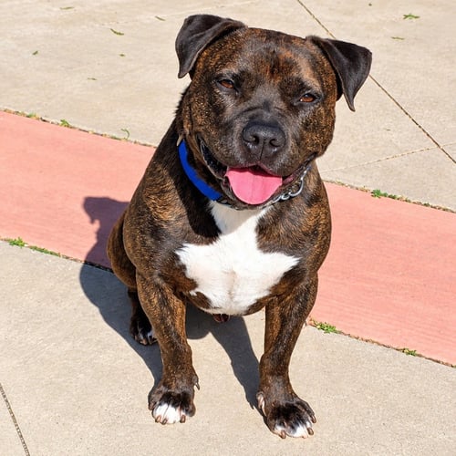 PRANCER - FOSTER OR ADOPT ME! - American Staffordshire Terrier available for adoption