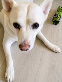 OoYoo - Foster or Adopt Me! - Photo 3