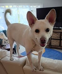 OoYoo - Foster or Adopt Me! - Photo 3