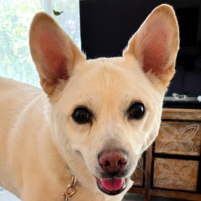 OoYoo - Foster or Adopt Me! Image