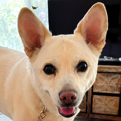 OOYOO - FOSTER OR ADOPT ME! - Canaan Dog / Jindo (Korean) available for adoption