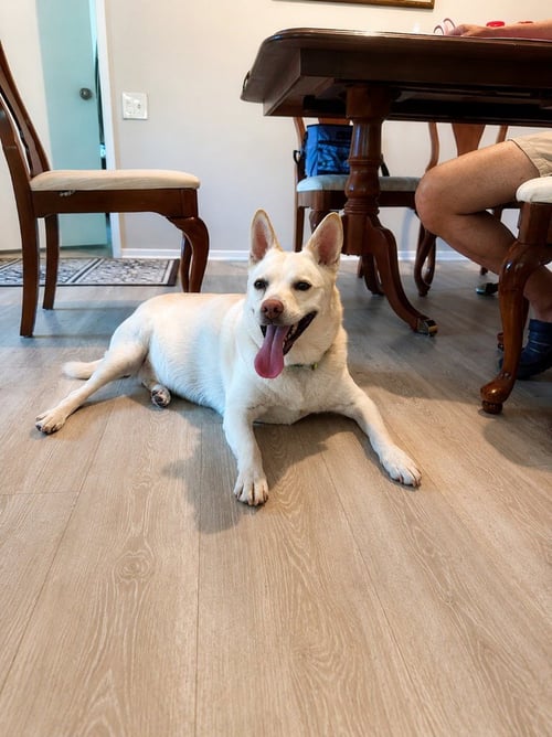 OOYOO - FOSTER OR ADOPT ME! - Canaan Dog / Jindo (Korean) available for adoption