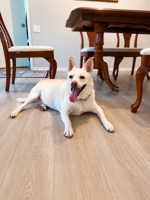 OOYOO - FOSTER OR ADOPT ME! - Canaan Dog / Jindo (Korean) available for adoption