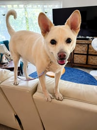 OoYoo - Foster or Adopt Me! - Photo 4