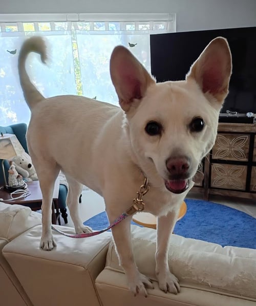 OOYOO - FOSTER OR ADOPT ME! - Canaan Dog / Jindo (Korean) available for adoption