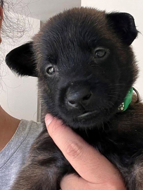 KOA - (COURTESY POST) - ADOPT ME!