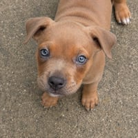 Fawn - Adopt Me! - Photo 1