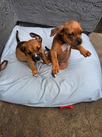 Fawn - Adopt Me! - Photo 3