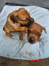 Fawn - Adopt Me! - Photo 4