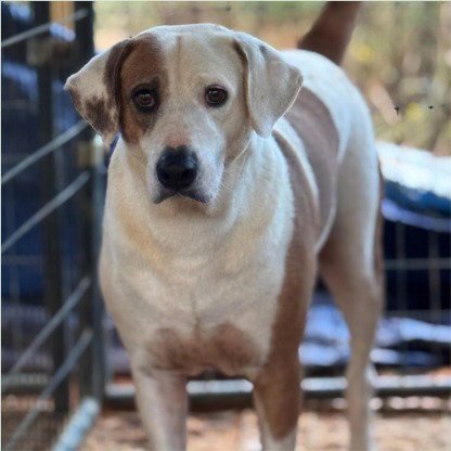 Charlie - (Courtesy Post) Adopt Me! Image