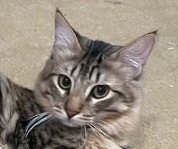 STEWART-FOSTER OR ADOPT ME - Domestic Medium Hair available for adoption