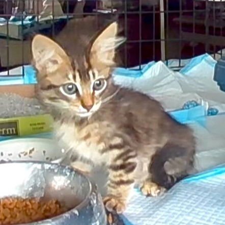 STEWART-FOSTER OR ADOPT ME - Domestic Medium Hair available for adoption