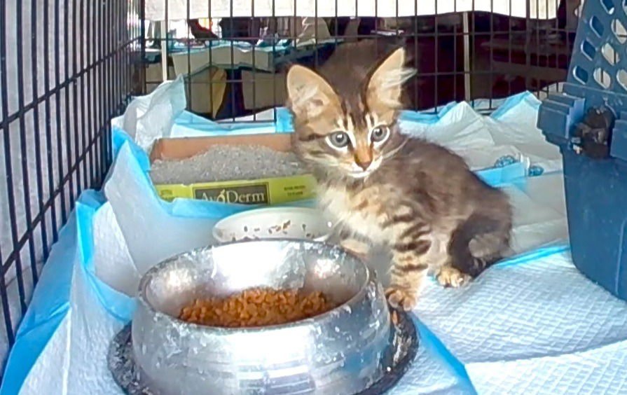 Stewart-Foster or Adopt Me - Photo 3