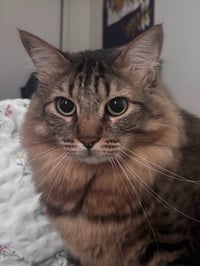 Stewart - Adopt Me - Photo 2