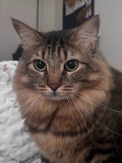 STEWART - ADOPT ME - Domestic Medium Hair available for adoption