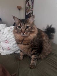 Stewart - Adopt Me - Photo 4