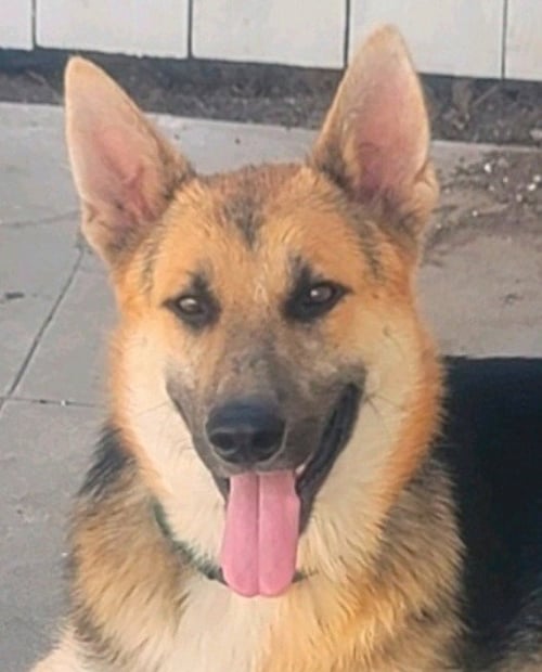 NIKO (CP) - FOSTER OR ADOPT ME!