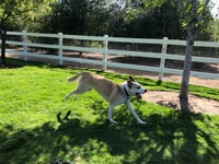 Cody (Courtesy Post) Adopt Me! - Photo 4