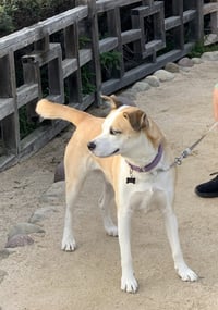 Cody (Courtesy Post) Adopt Me! - Photo 2