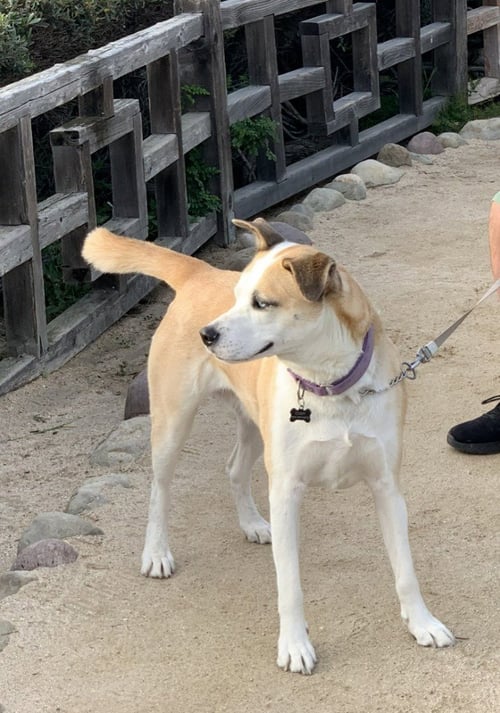 CODY (COURTESY POST) ADOPT ME! - Husky / Labrador Retriever available for adoption