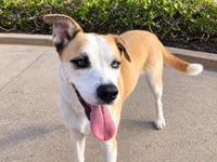 Cody (Courtesy Post) Adopt Me! - Photo 3