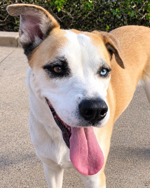CODY (COURTESY POST) ADOPT ME! - Husky / Labrador Retriever available for adoption