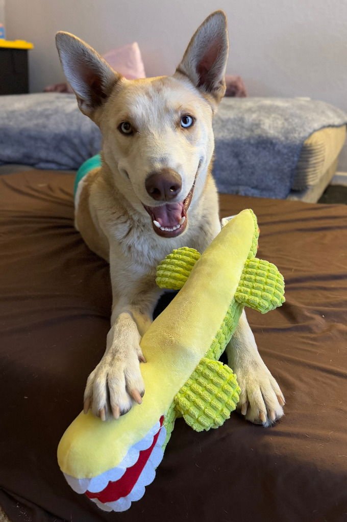 POLAR-CP-ADOPT ME! - Husky available for adoption