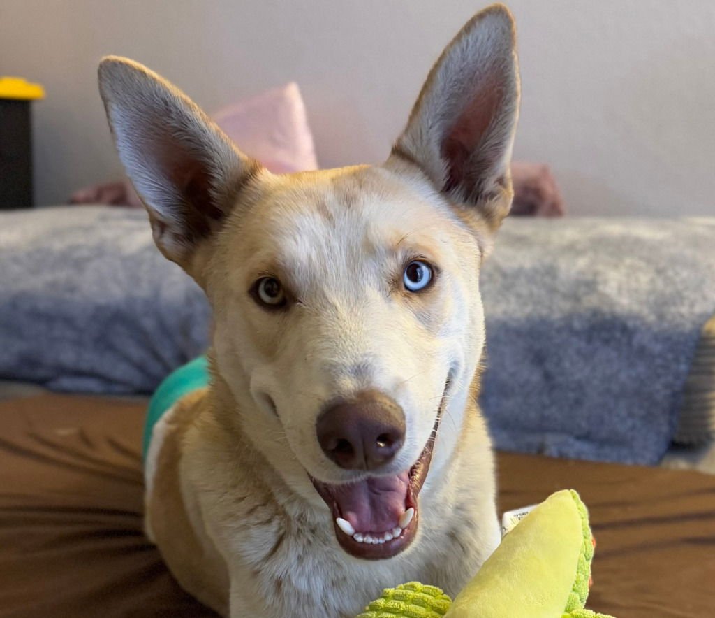 POLAR-CP-ADOPT ME! - Husky available for adoption