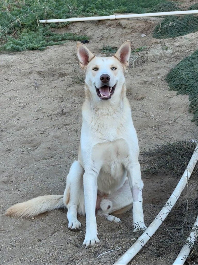 Polar-CP-Adopt Me! - Photo 3