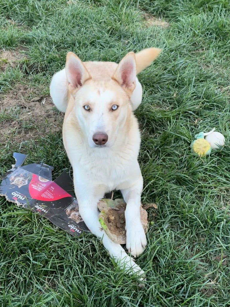 Polar-CP-Adopt Me! - Photo 4