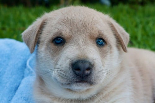 TATER -  ADOPT ME!