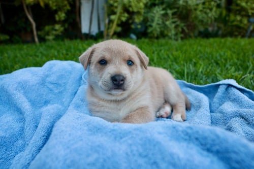 TATER -  ADOPT ME! - Cattle Dog / Shepherd available for adoption
