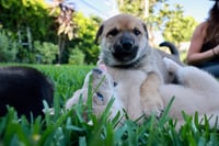 Tater -  Adopt Me! - Photo 3