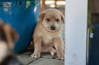 Tater -  Adopt Me! - Photo 4